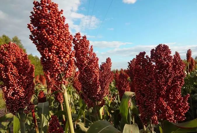 独特环境、特殊工艺造就酱香白酒的“中国味道